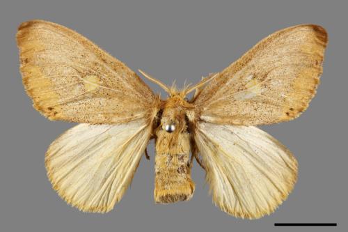Euproctis insulata[00059521]