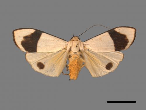 Vamura alboluteora[維黃華苔蛾][00053474]