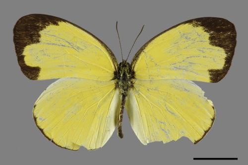 Eurema blanda arsakia[臺灣黃蝶][00101779]