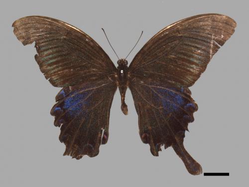 Papilio bianor thrasymedes[烏鴉鳳蝶][00013875]