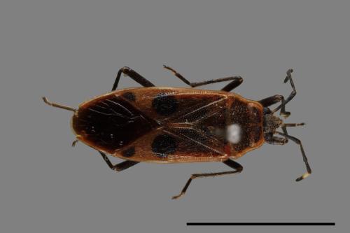 Physopelta parviceps[東亞斑紅椿][00040155]