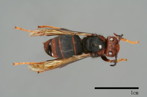 Vespa velutina[黃腳虎頭蜂][00097044]