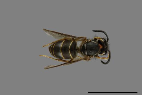 Vespula flaviceps[細黃胡蜂][00073346]