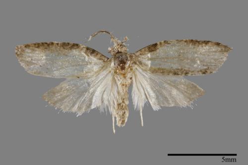 <已分類>Order：Lepidoptera[鱗翅目][00092119]