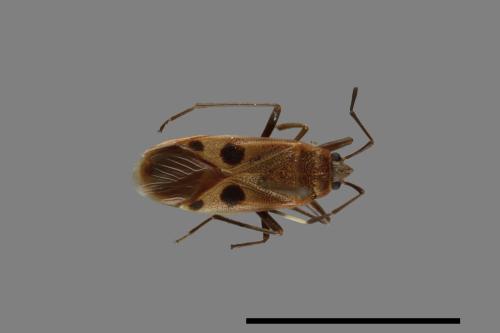 Physopelta parviceps[東亞斑紅椿][00040734]