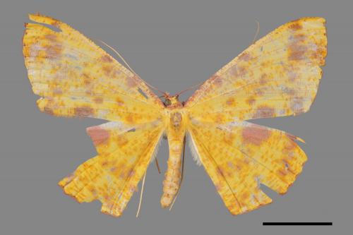 Eumelea ludovicata[雌黃粉尺蛾][00019619]