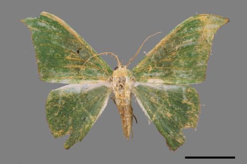 Tanaorhinus viridiluteatus[雙點鐮翅青尺蛾][00051664]