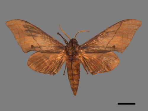 Marumba cristata bukaiana[直翅六點天蛾][00017372]