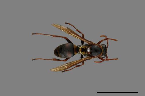 Polistes takasagonus[雙斑長腳蜂][00072684]