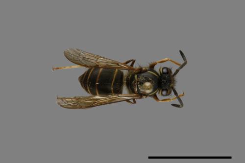 Vespula flaviceps[細黃胡蜂][00072969]