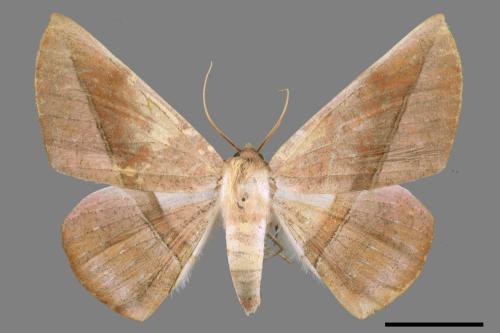 Sarcinodes yayeyamanus[一線沙尺蛾][00052559]