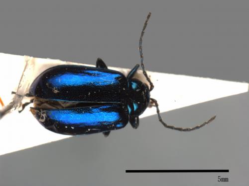 <已分類>Family：Chrysomelidae[金花蟲科][00080778]