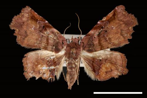 Ectogoniella pangraptalis[00007709]