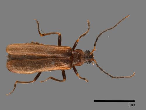 <已分類>Family：Cantharidae[菊虎科][00049039]