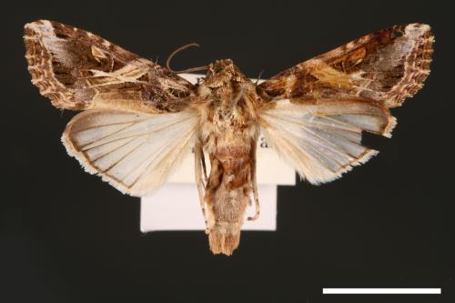 Spodoptera litura[斜紋夜蛾][00002803]