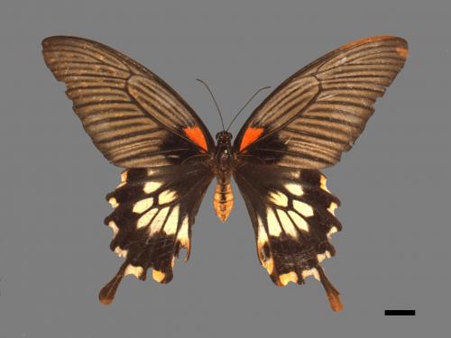 Papilio memnon heronus[大鳳蝶][00014115]