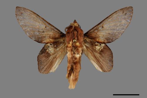 Gastropacha pardalis formosana[桔毛蟲][00093085]