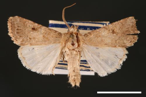 Spodoptera pecten[梳灰翅夜蛾][00002873]