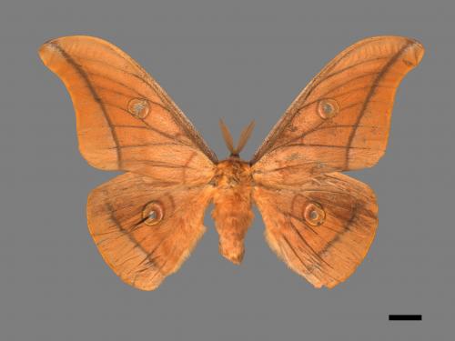 Antheraea pernyi[姬透目天蠶蛾][00016255]