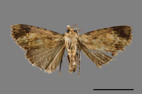 <已分類>Family：Pyralidae[螟蛾科][00014988]