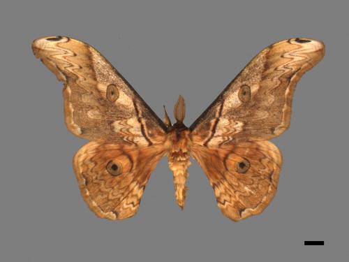 Saturnia thibeta nbsp okurai[大綠目天蠶蛾][00016460]
