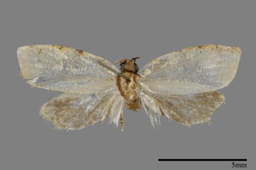 <已分類>Family：Tortricidae[捲葉蛾科][00091895]