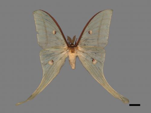 Actias selene ningpoana[長尾水青蛾][00016340]