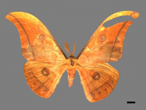 Antheraea yamamai superba[大透目天蠶蛾][00016120]