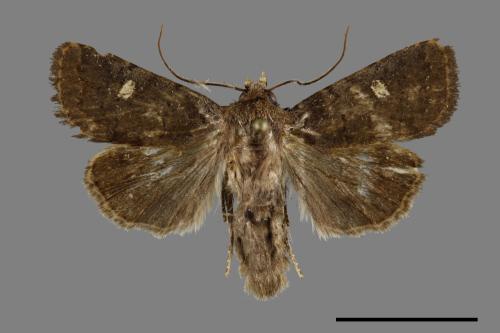 <已分類>Genus：Athetis[00091622]