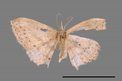 <已分類>Genus：Scopula[00056969]