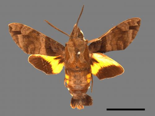 Macroglossum pyrrhosticta[黃斑長喙天蛾][00016511]