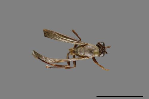 Parapolybia nodosa[叉胸異腹胡蜂][00078596]