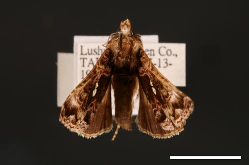 Chrysodeixis taiwani[臺灣錁夜蛾][00003547]