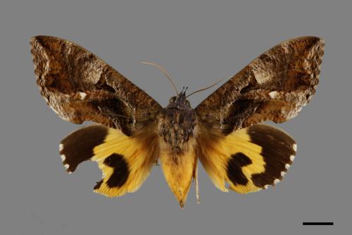 Othreis fullonia[凡艷葉夜蛾][00005085]