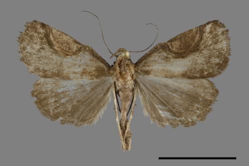 <已分類>Family：Noctuidae[夜蛾科][00092799]