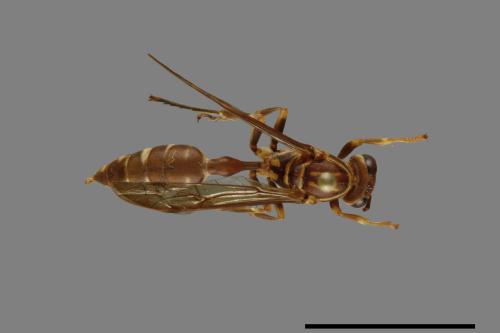 Parapolybia nodosa[叉胸異腹胡蜂][00078752]