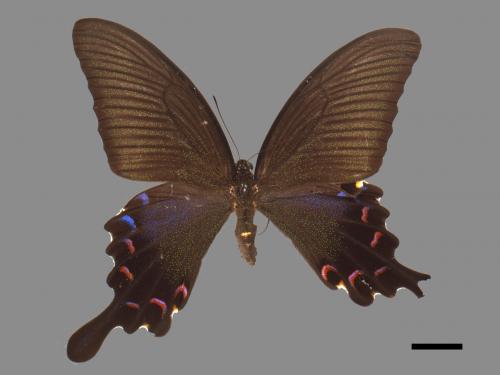 Papilio bianor thrasymedes[烏鴉鳳蝶][00013877]