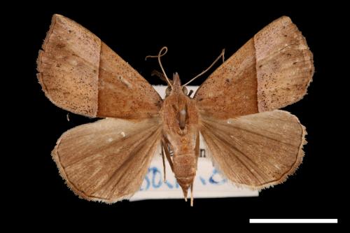 Hypena iconicalis[00009794]