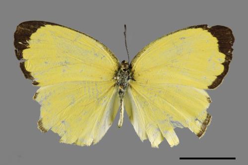 Eurema blanda arsakia[臺灣黃蝶][00093927]