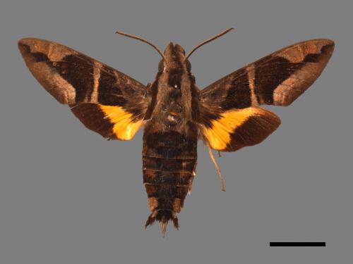 Macroglossum mitchellii imperator[背帶長喙天蛾][00016616]