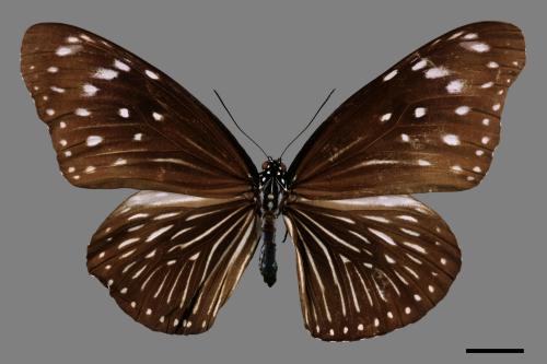 Euploea mulciber barsine[端紫斑蝶][00013382]