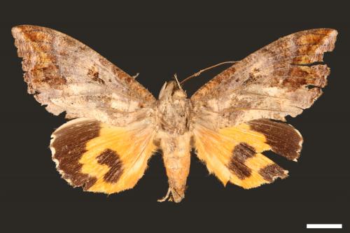 Othreis fullonia[凡艷葉夜蛾][00005061]