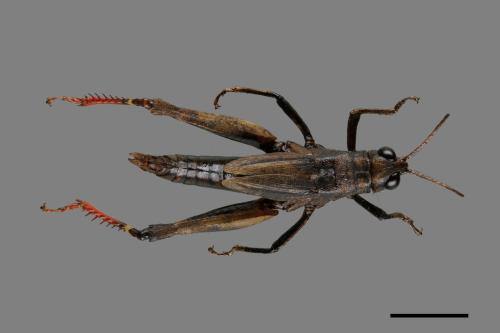 Traulia ornata ornata[短翅凸額蝗][00075230]