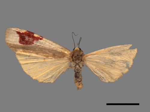 Agylla divisa[梯雙分華苔蛾][00052945]