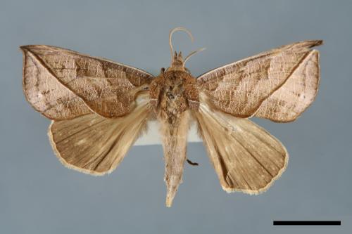 Calyptra orthograpta[00006977]