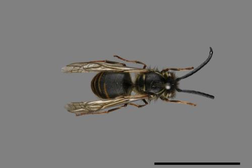 Vespula flaviceps[細黃胡蜂][00073396]