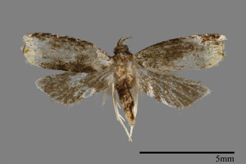 <已分類>Order：Lepidoptera[鱗翅目][00091949]