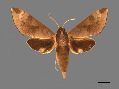 Acosmerycoides harterti[鋸線天蛾][00017492]