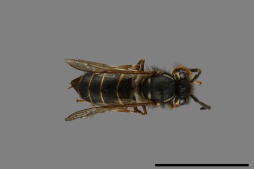 Vespula flaviceps[細黃胡蜂][00073305]