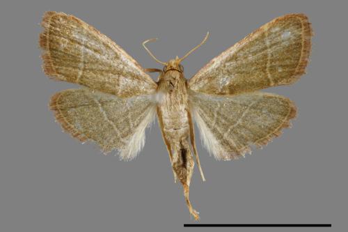 <已分類>Family：Pyralidae[螟蛾科][00023699]